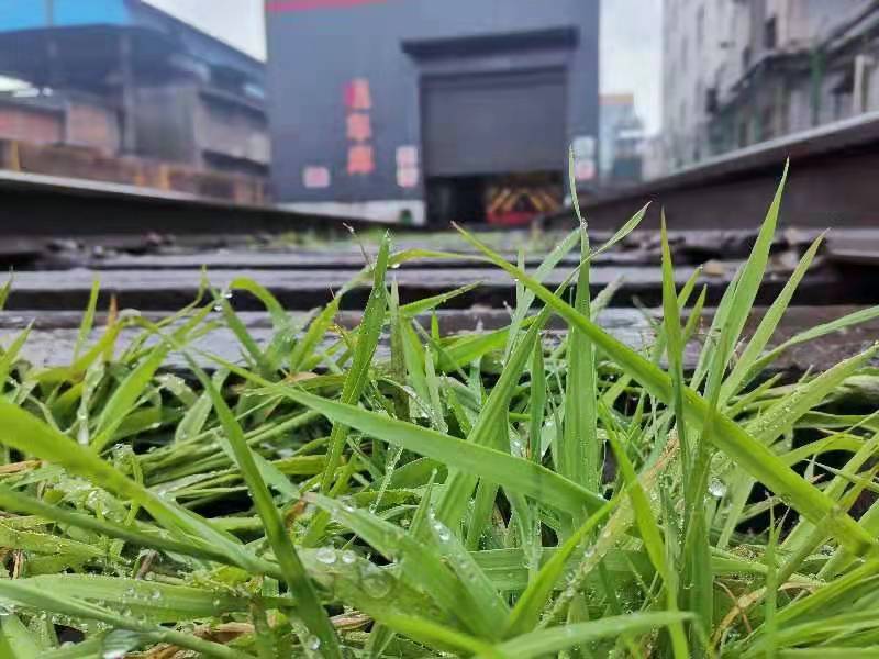 春意如雨般悠悠