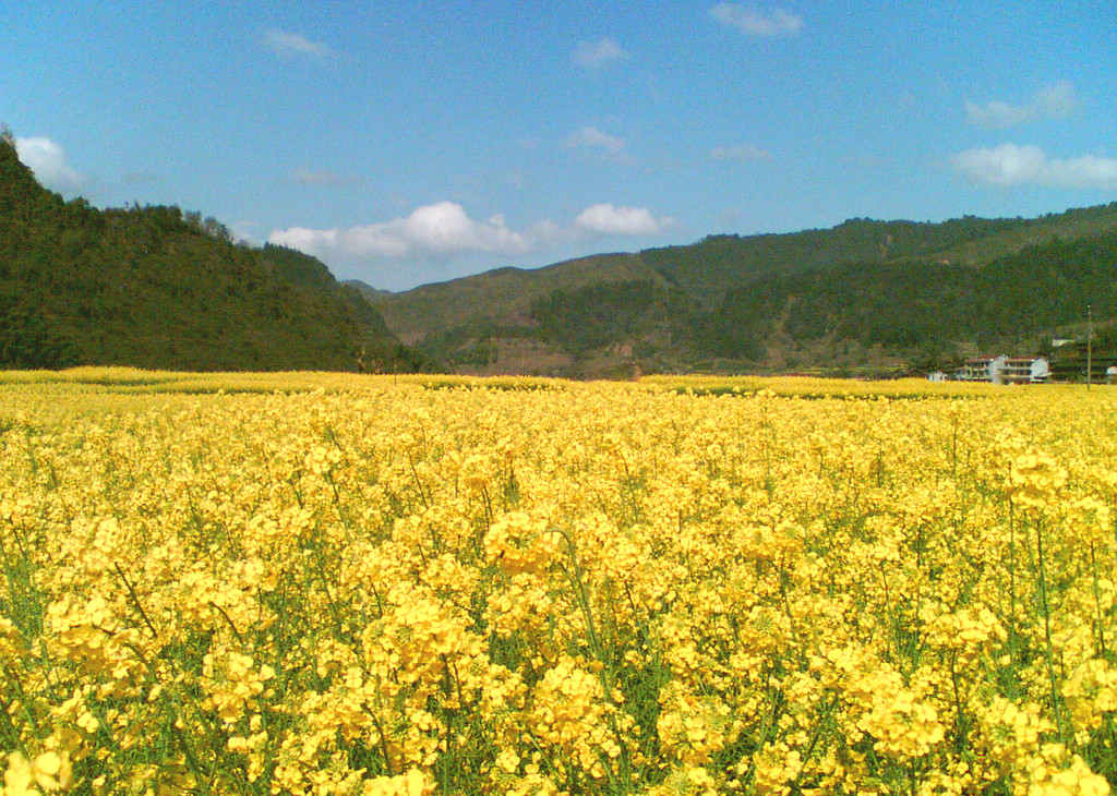 油菜花