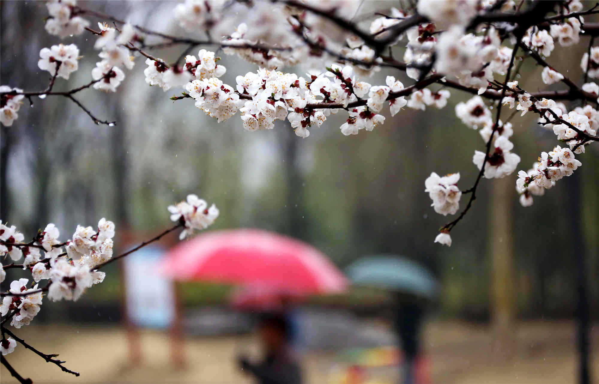 春  雨