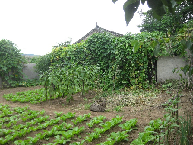 把寂寞種進(jìn)菜園里