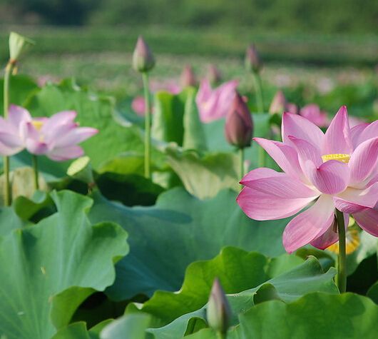 夏季的眷戀與精彩