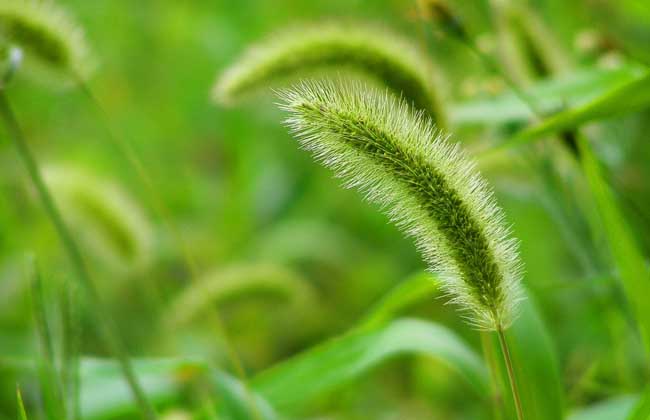 狗尾巴草