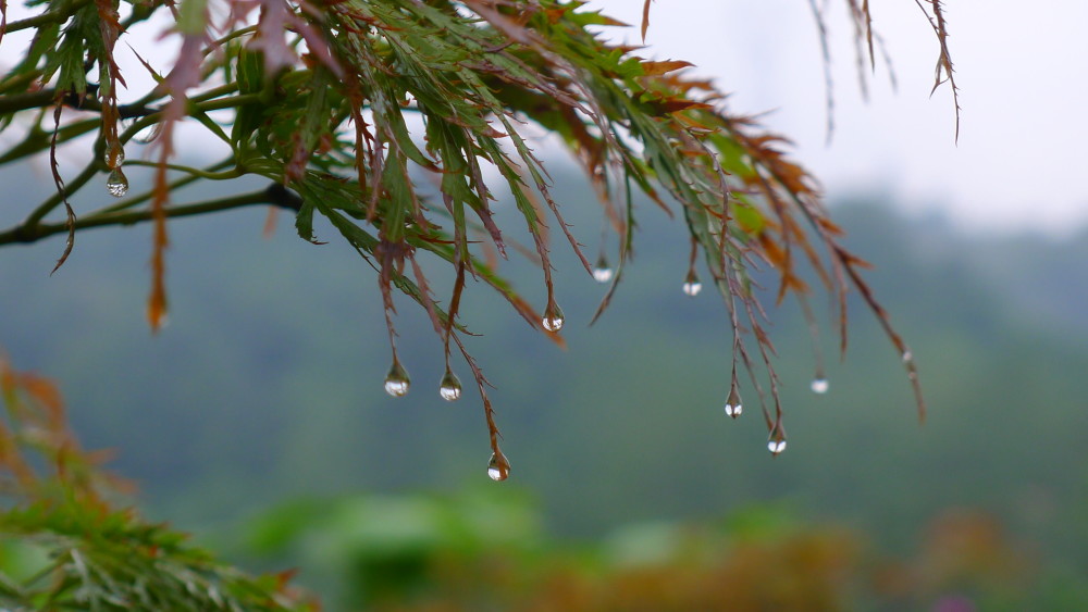 雨中秋收