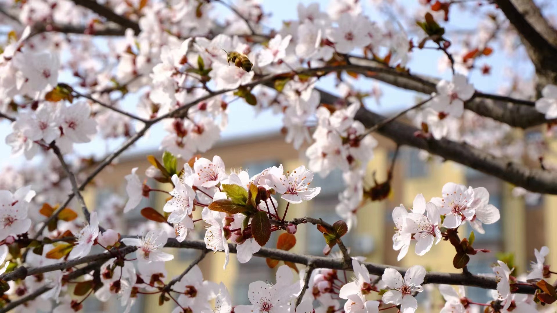 春花滿園香漢鋼