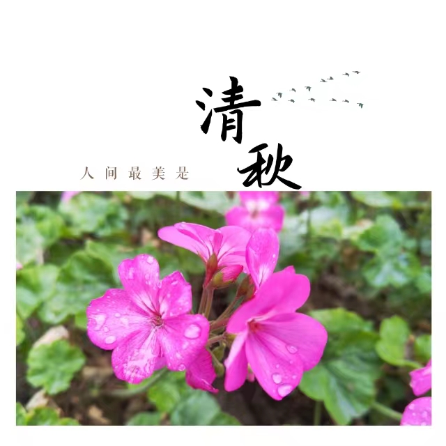 入眼皆是畫！打卡十里鋼城“花樣”秋天