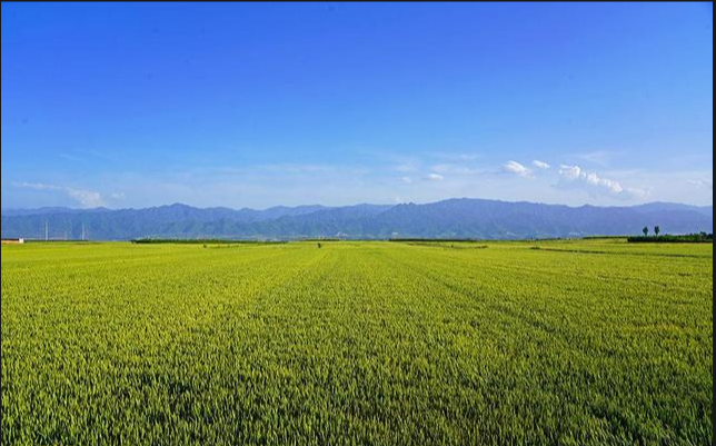 田野里的父親