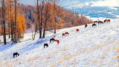 【鋼城文苑】最喜冬日場場雪