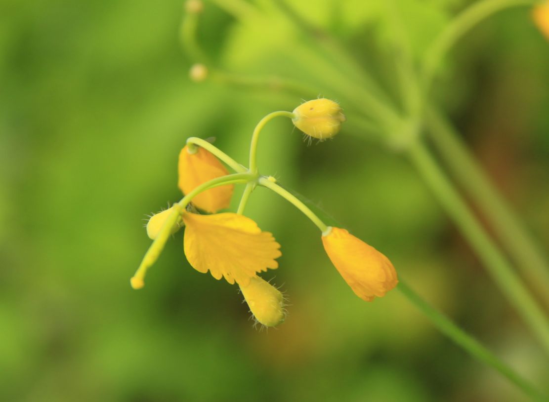 【鋼城文苑】初夏的芬芳