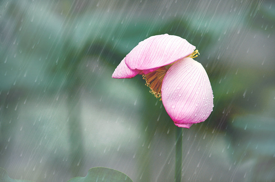 【散文】夏雨