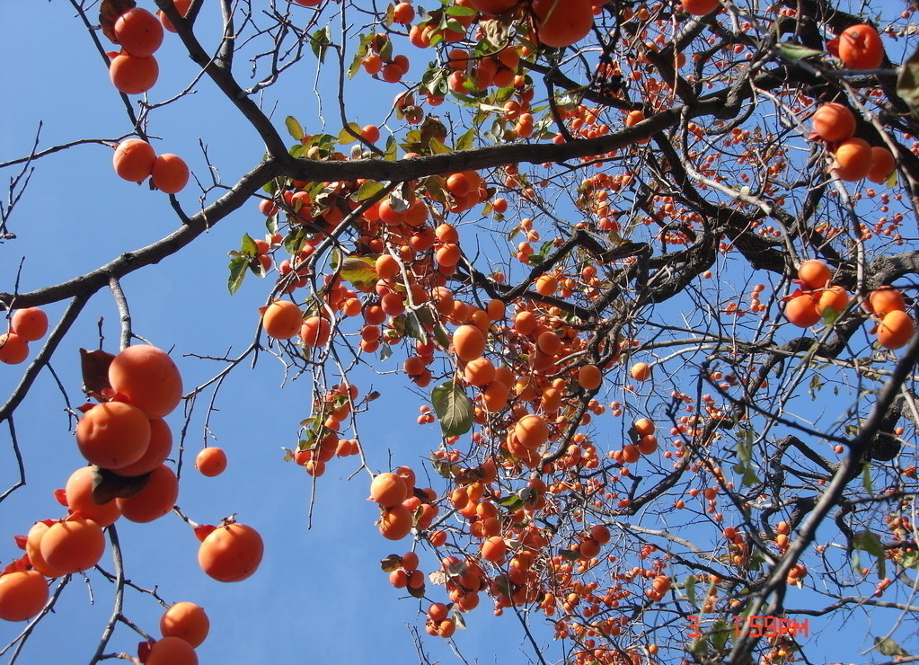 那片紅柿林