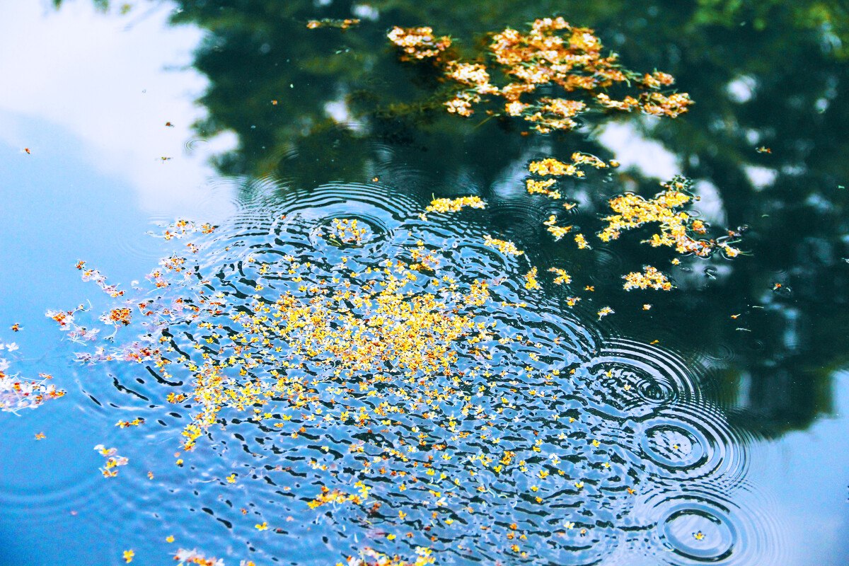 雨落淡香