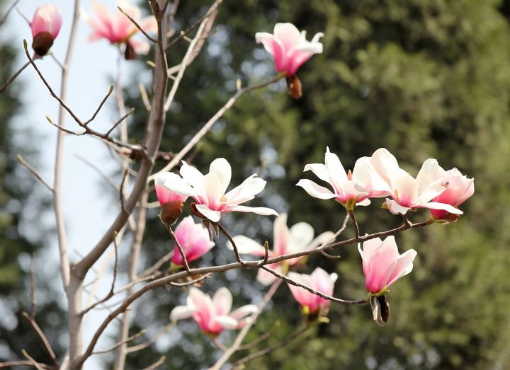 滿樹芳菲 旱蓮花開