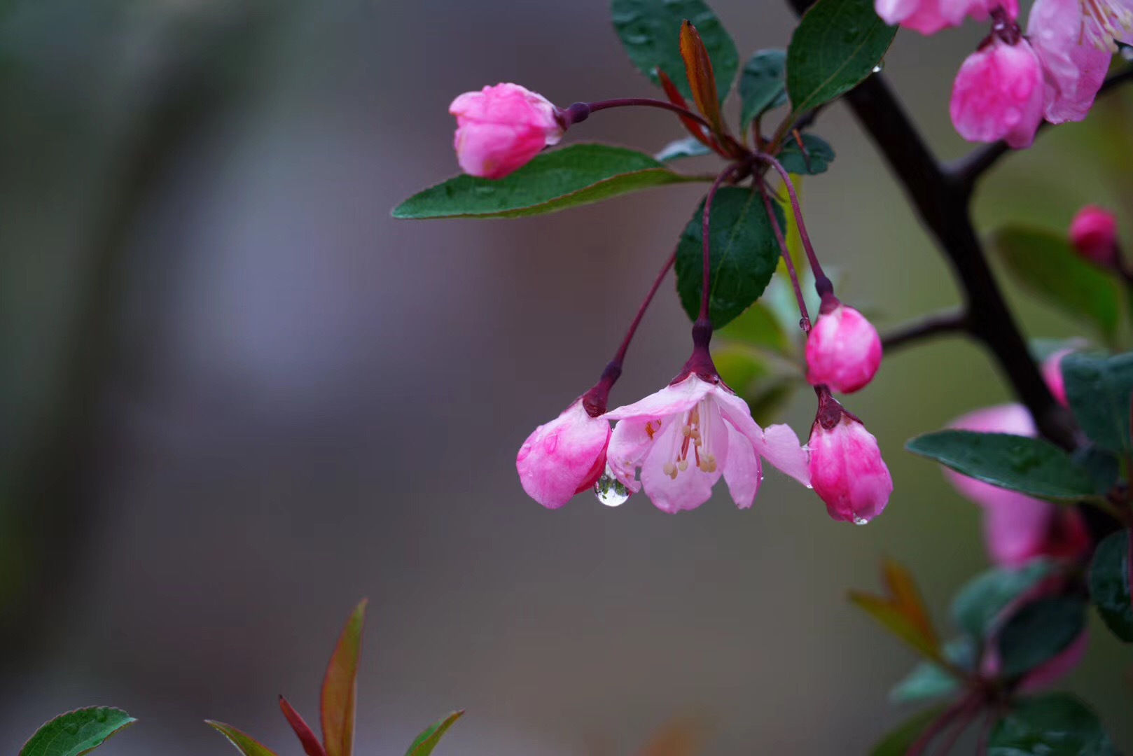 春雨